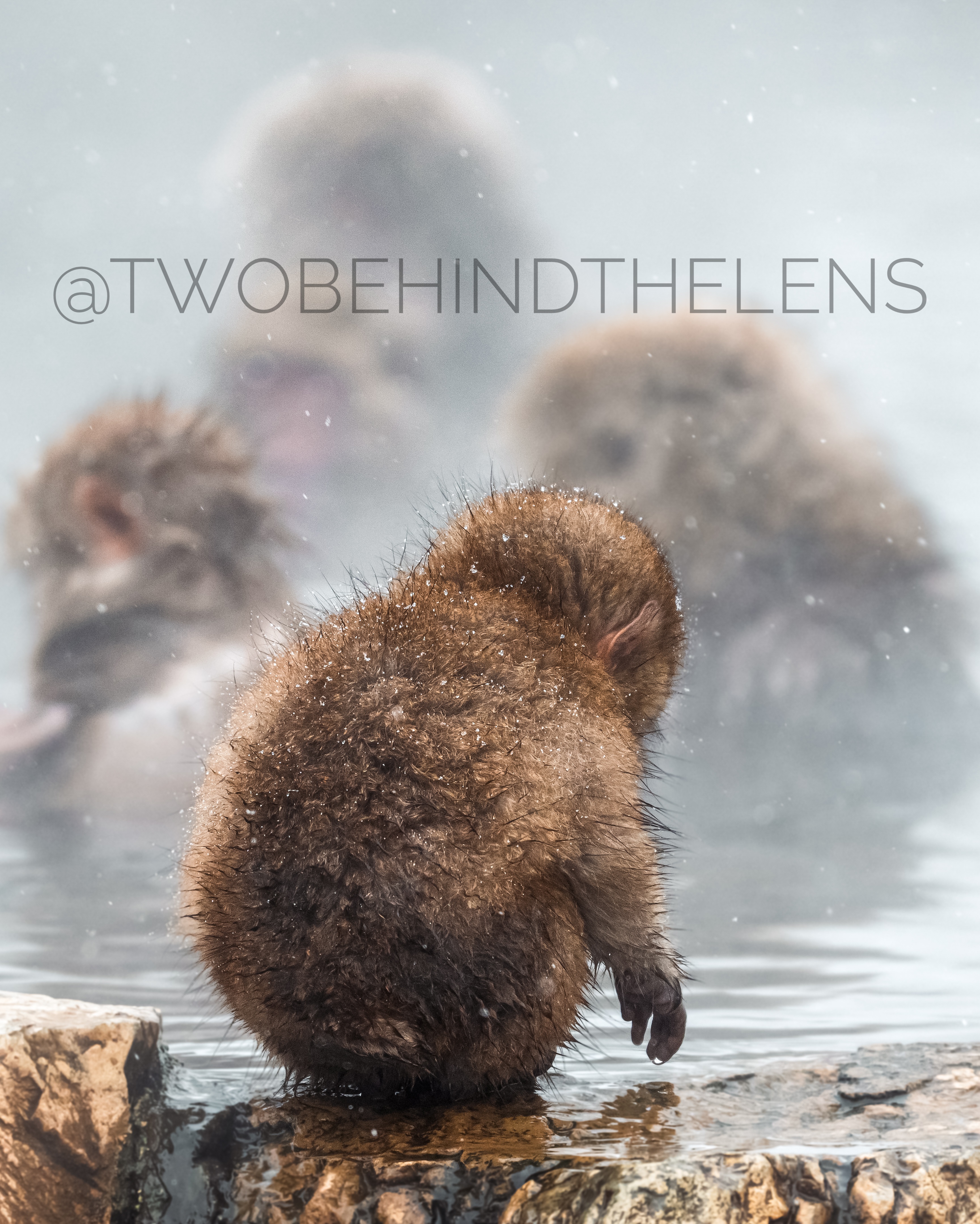 Wildlife Print 14